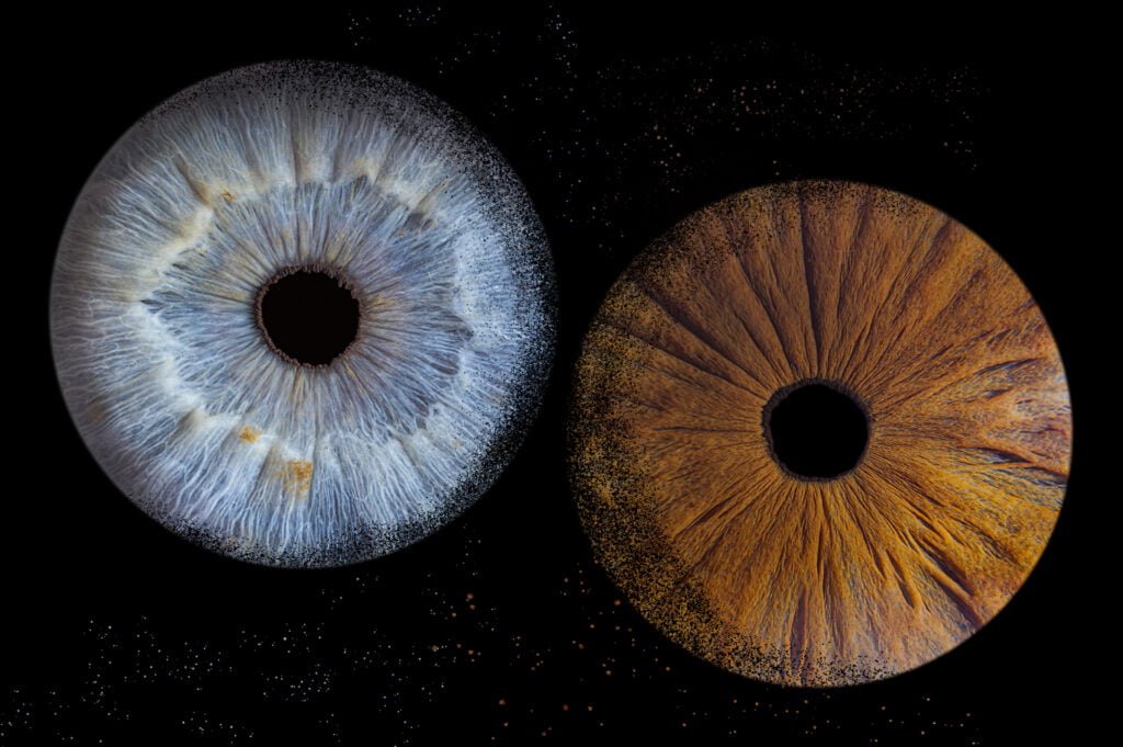 Photographie d'iris à Bordeaux - Mérignac