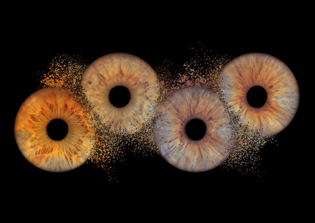 famille iris bordeaux