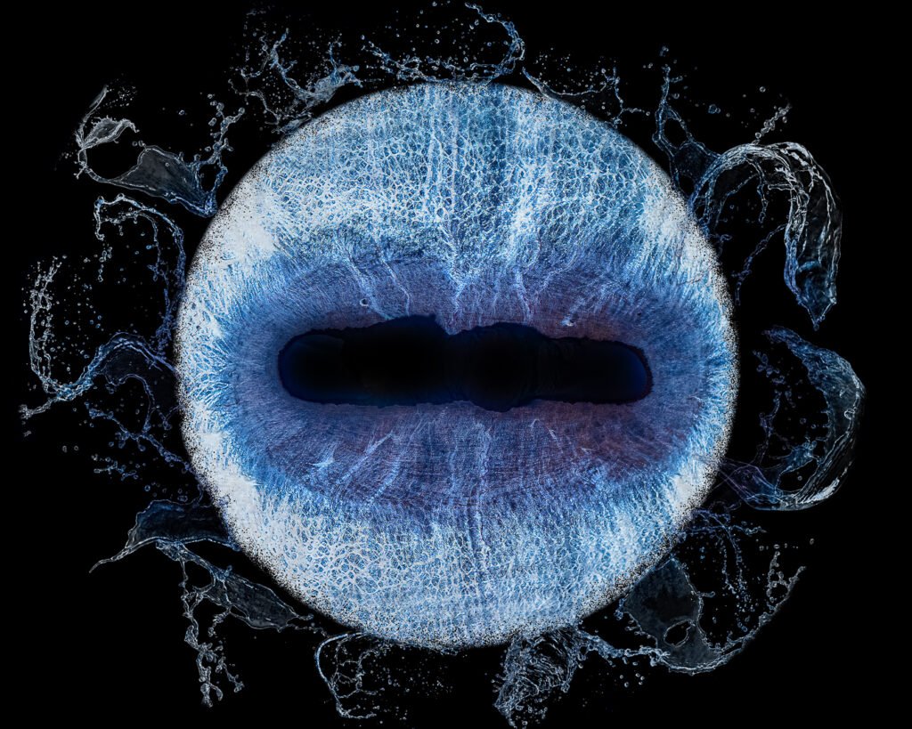 photo iris cheval gironde