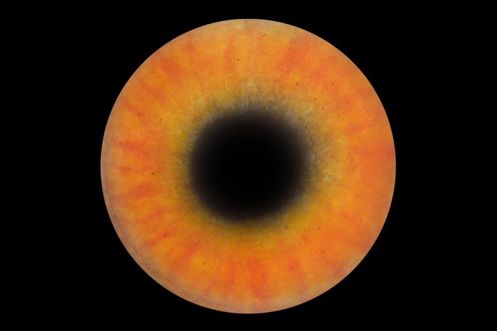 photographie iris poule