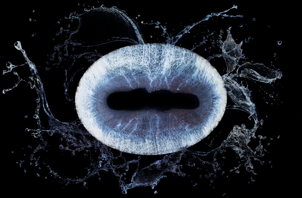 photo iris cheval gironde
