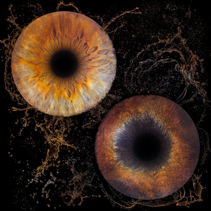 photo iris chien
