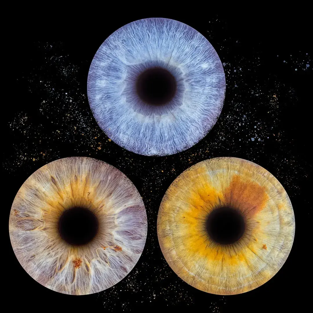 Photographie d'iris à Bordeaux réalisée en studio