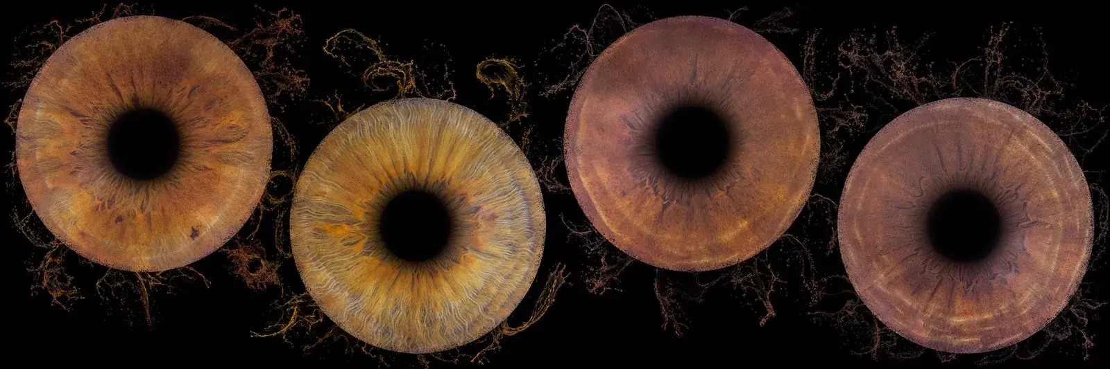 Composition artistique de plusieurs iris à Bordeaux